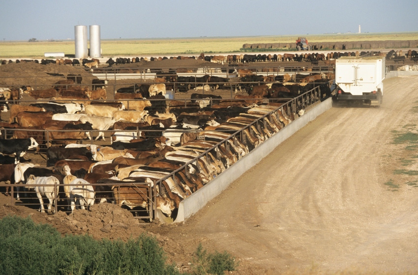 cattle feedlot in Texas_Andy Sacks_iStock_Getty Images-200435492-001.jpg cattle feedlot in Texas_Andy Sacks_iStock_Getty Images-200435492-001.jpg