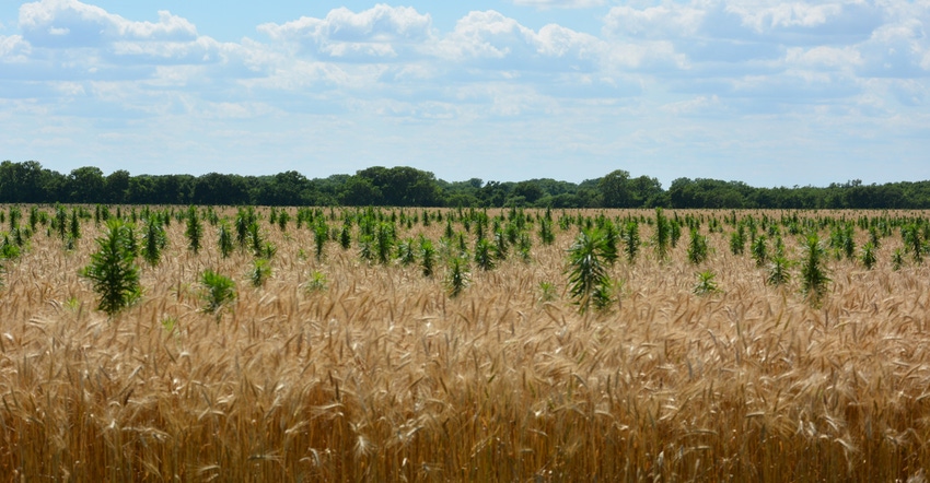 Marestail  in ripening wheat fields