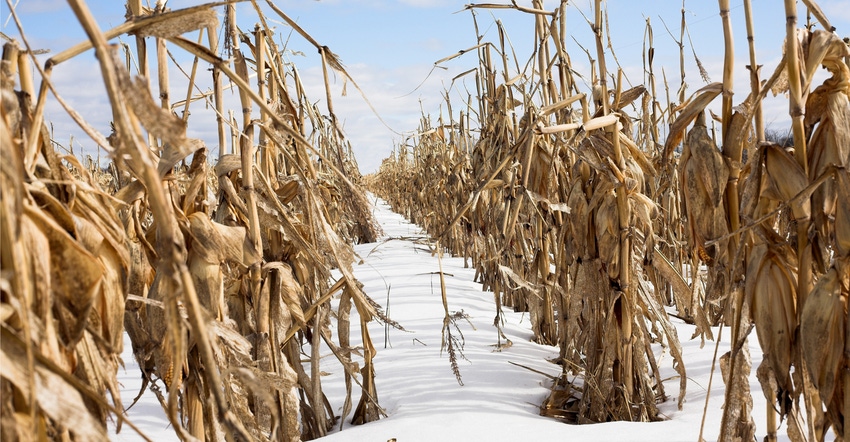 corn in snow
