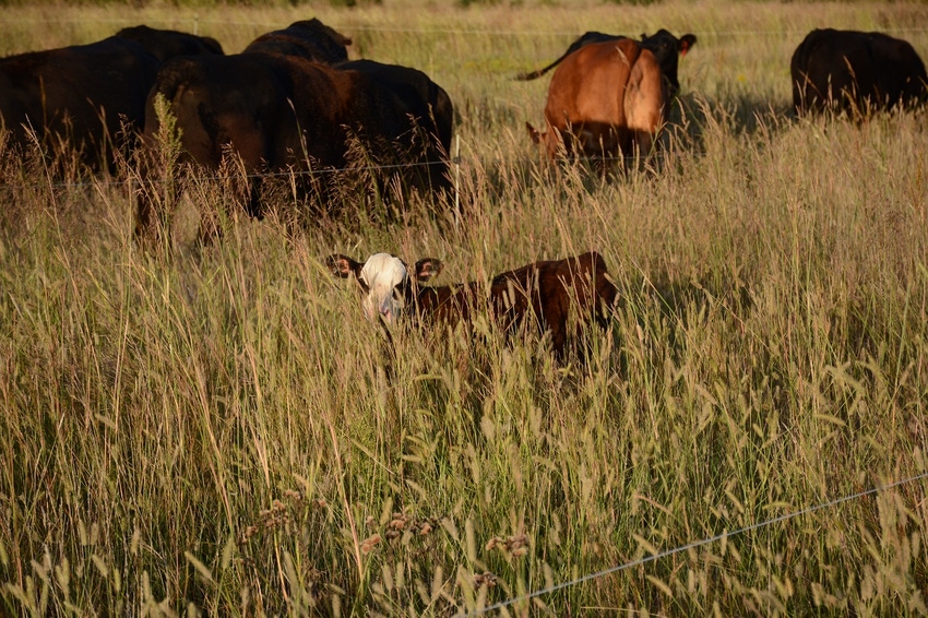 Tall diverse native forage Tall diverse native forage