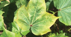 cotton-leafroll-dwarf-virus-tom-allen.jpg
