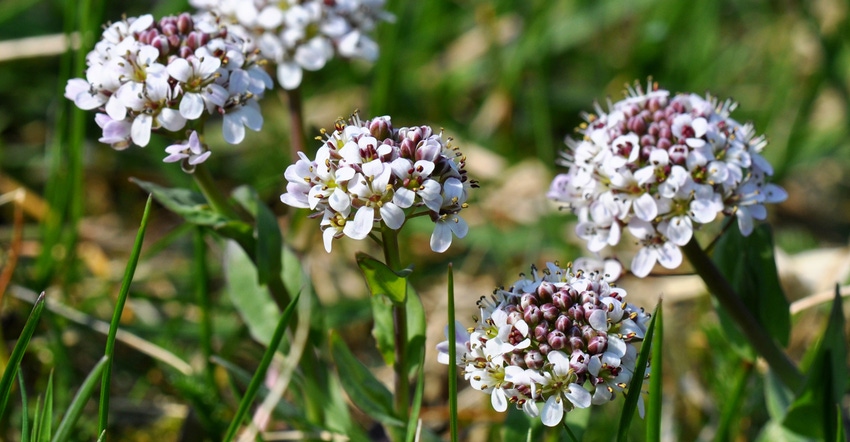 Pennycress flowers