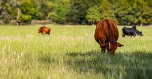 beef cattle grazing