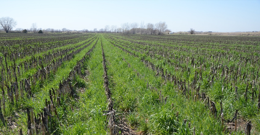 field of cereal rye and corn residue