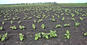 field of young sunflower plants