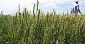 wheat plot