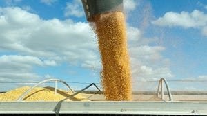 Harvested grain being poured into a truck