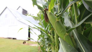 close-up of row of corn