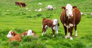 cow and calves grazing