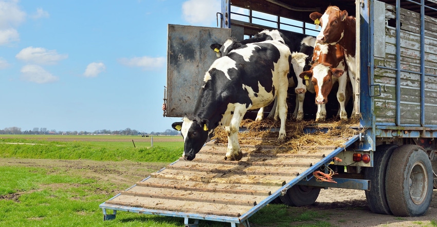 Cows are unloaded from trailer to green meadow