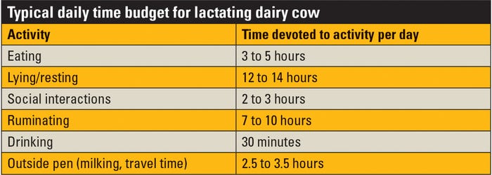 table showing breakdown of how dairy cow spends day