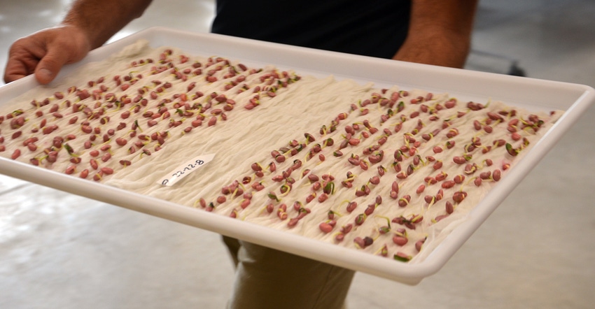 tray of soybeans after time in a cold germination chamber