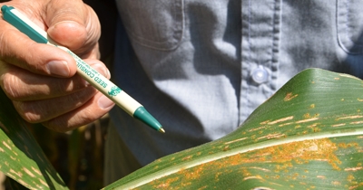 Southern rust among diseases found late in Indiana fields