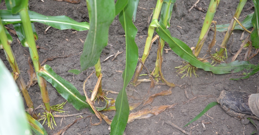base of cornstalks in field