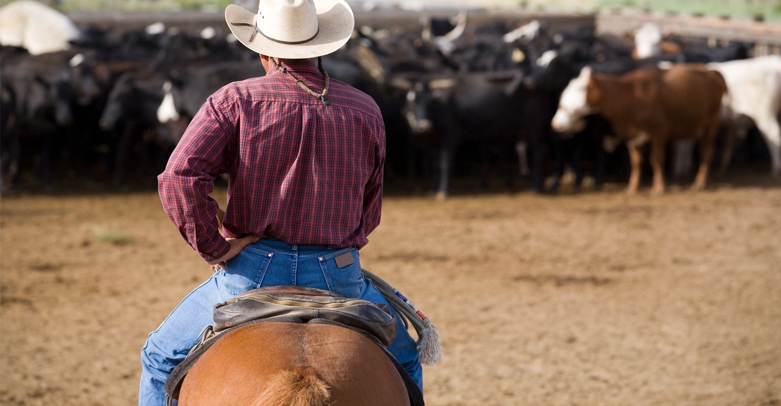 A Cowboy Life: The Voice of the Cowboys