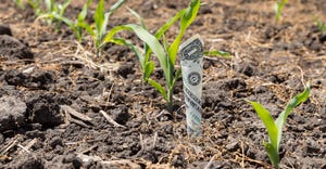 One dollar bill sprouting in row of growing corn in a cornfield