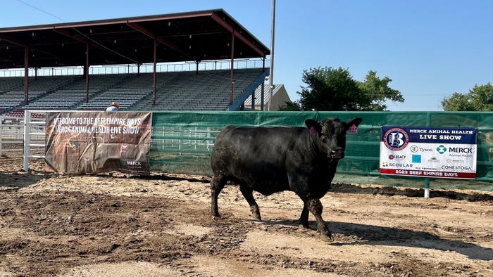 Cow being judged