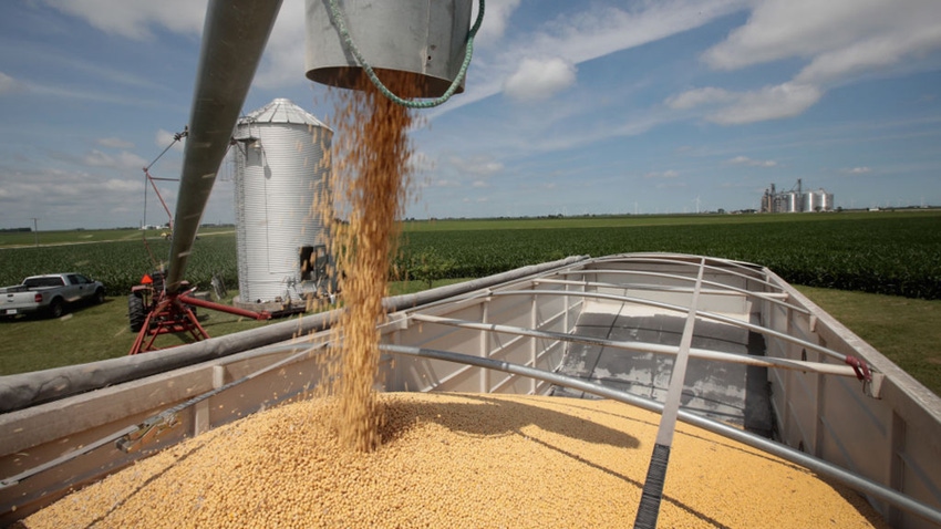Loading soybeans onto grain trailer with fields in background