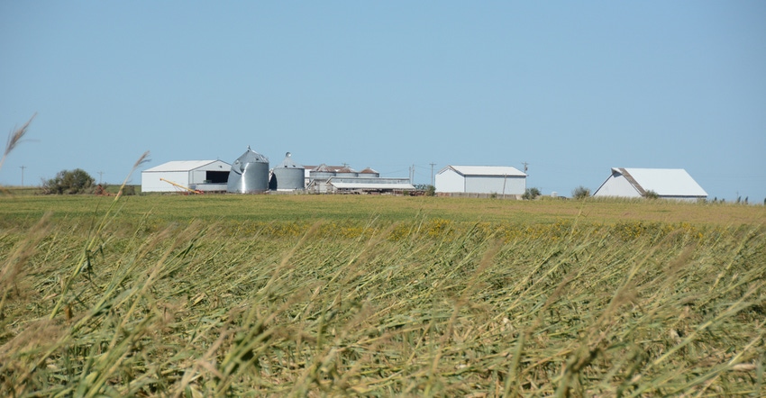 Damaged corn crop