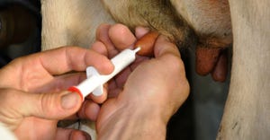 Close up of dry cow therapy