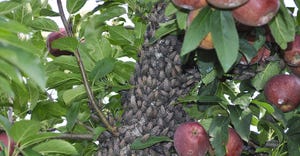 Thousands of spotted lanternflies feed on the trunk of an apple tree
