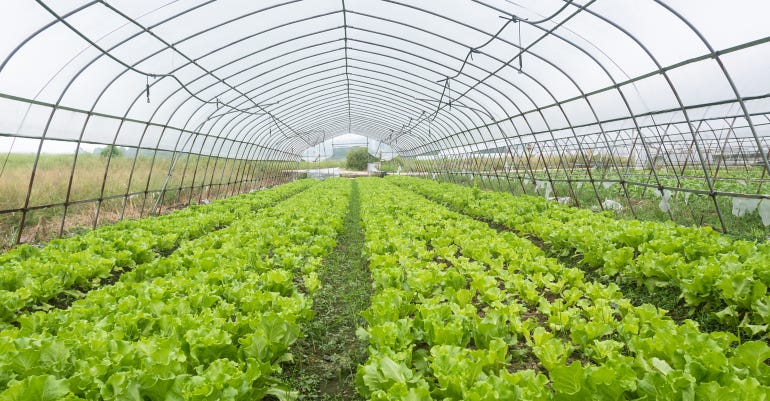 Rows of lettuce grow in high tunnel