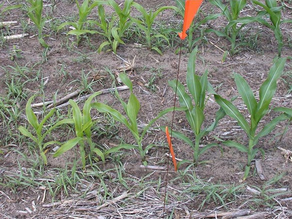 Small corn plants without sulfur application (left) and with sulfur application (right). 