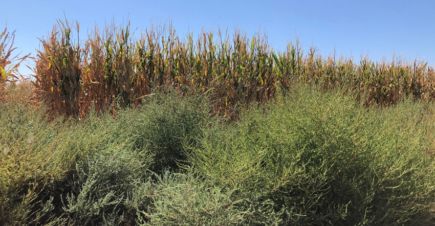Extension-kochia-bell-web.jpg Extension-kochia-bell-web.jpg