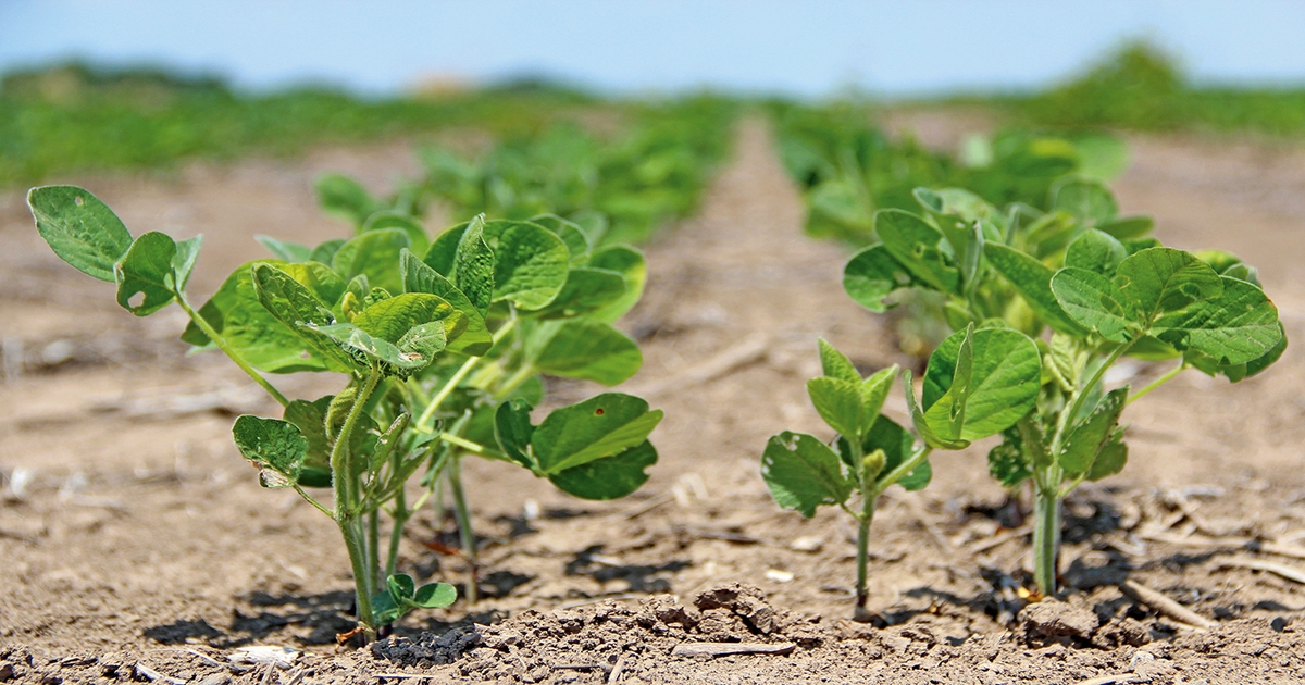 China approval clears path for Roundup Ready 2 Xtend soybeans