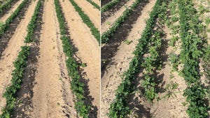 Side by side comparison of two fields, with a clean treated field on the left and weeds in the field on the right.