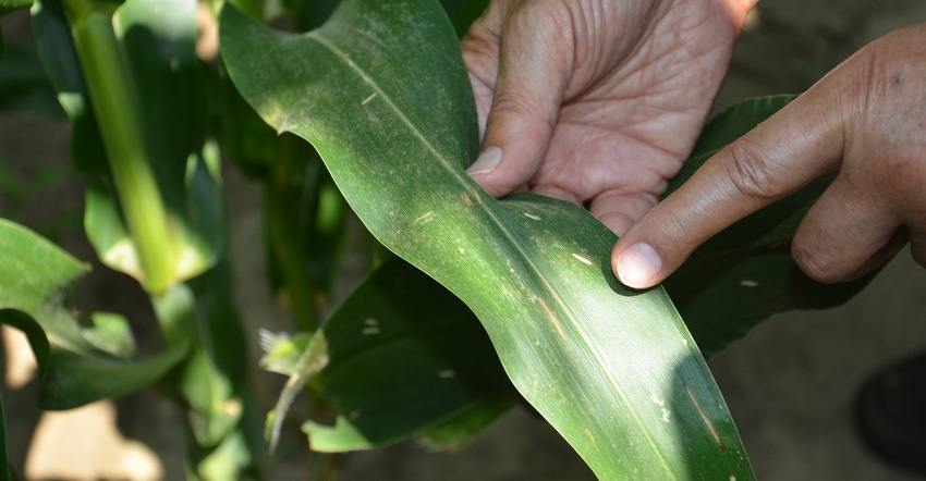 hand pointing to disease lesions on corn leaf