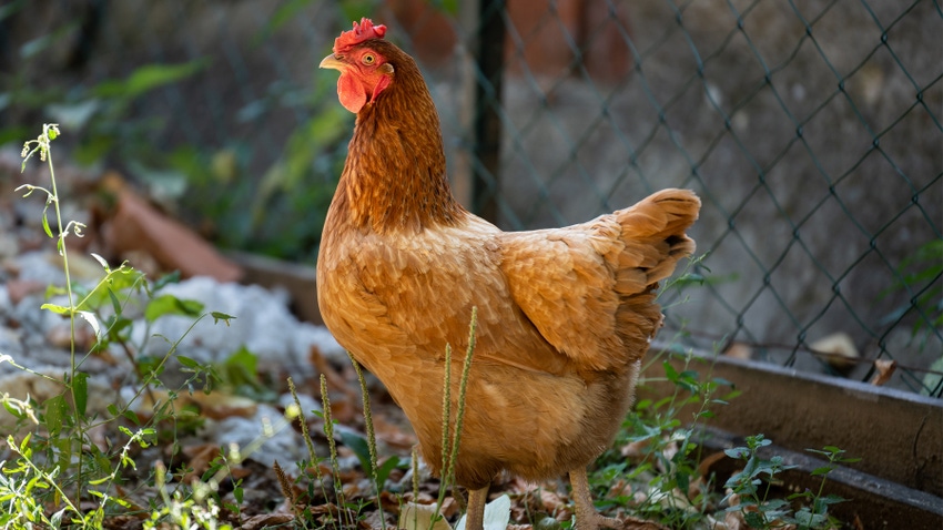 Rooster in a barnyard