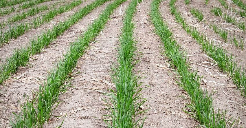 Young wheat plants