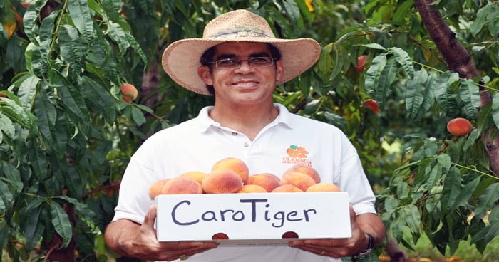 New CaroTiger peach cultivar coming from Clemson | Farm Progress