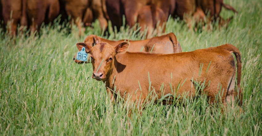 beef cattle grazing in pasture