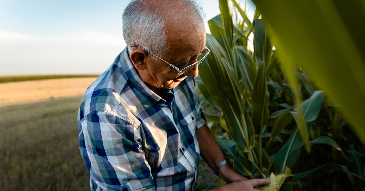 These 2 emerging pest threats have farmers on high alert