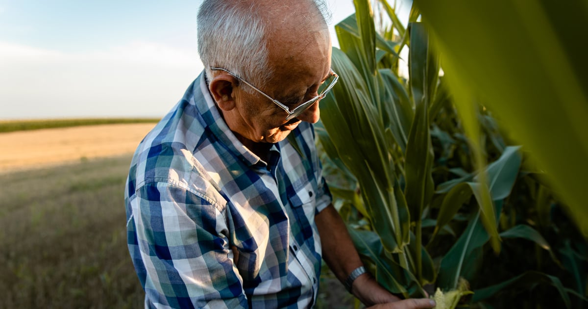 These 2 emerging pest threats have farmers on high alert