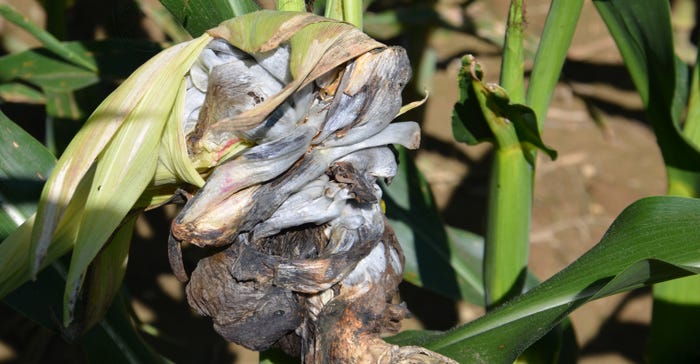 corn smut gall on plant still growing in field