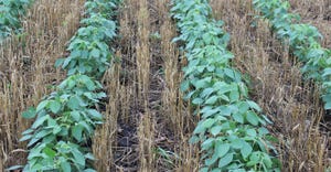 Soybeans and intercropping
