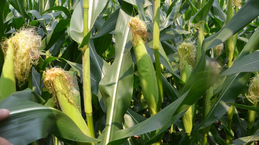  Close-up of corn ears on stalks with long silks
