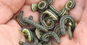hand holding fall armyworms 