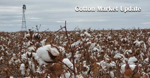 swfp-cotton-market-update.jpg