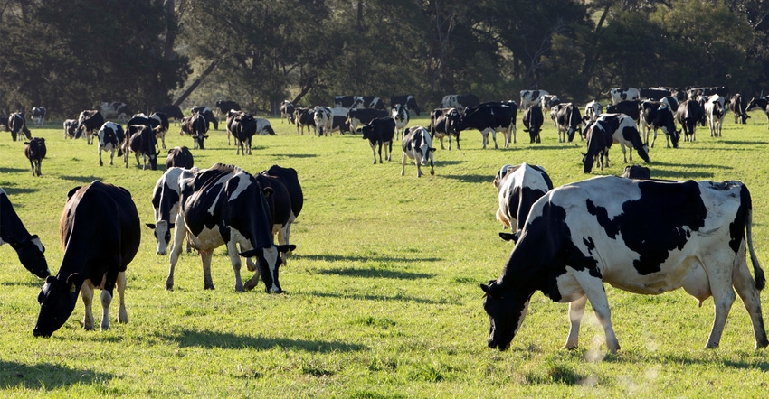 Dairy cows in field