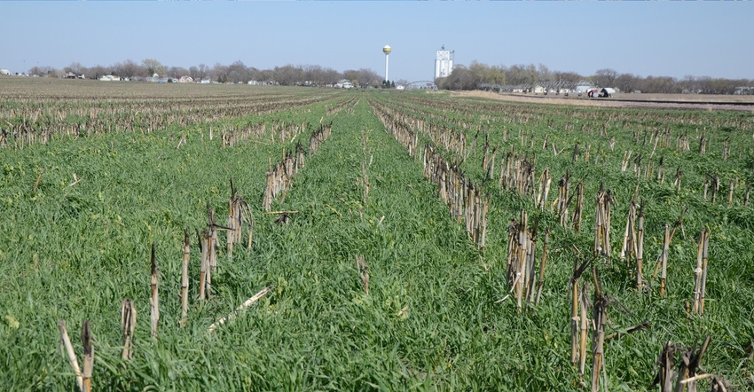 On this 27-acre plot, Greg Whitmore has three replications of cover crops, and four without. Cover crop mixes typically inclu