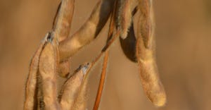 ripened soybean pods