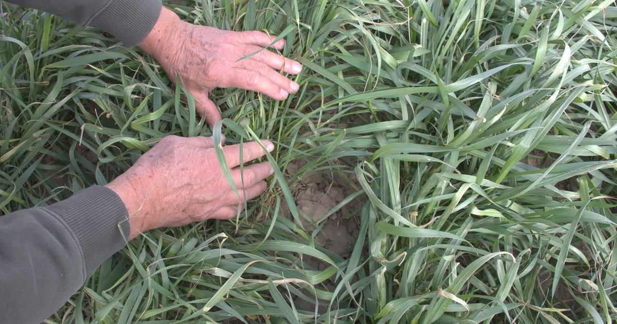 Freezy Rust Scout your fields for freeze damage, stripe rust