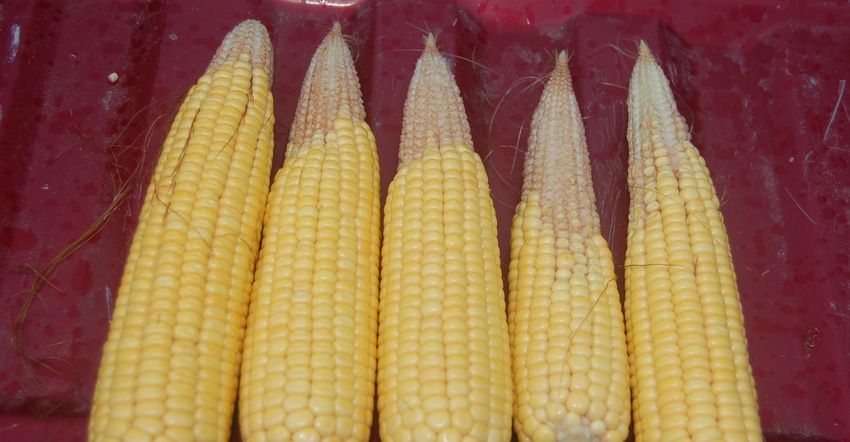 5 ears of corn exhibiting poor tip fill