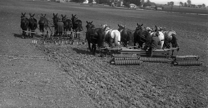 horses and mules cultivating field