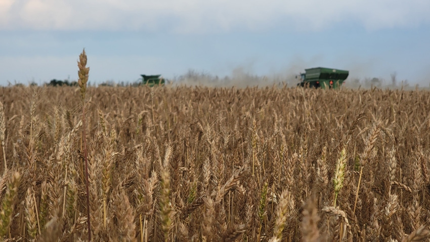 wheat harvest wheat harvest
