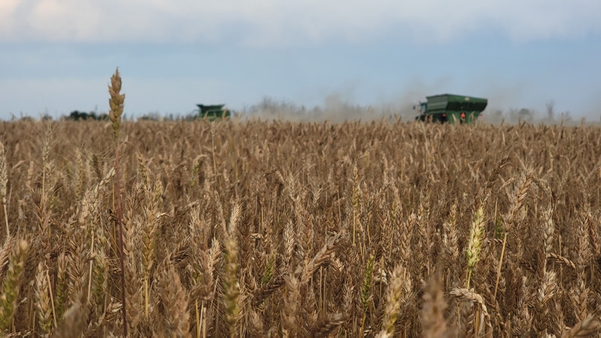 wheat harvest